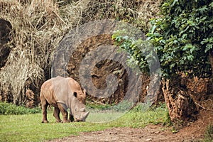 Single african white rhino