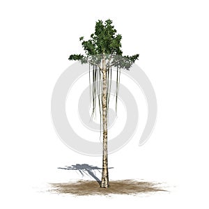 A single Agarwood tree