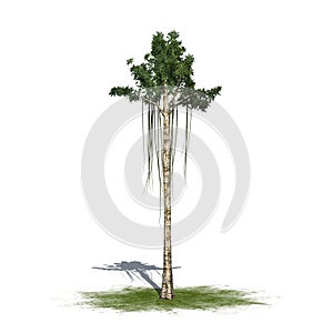 A single Agarwood tree