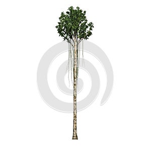 A single Agarwood tree