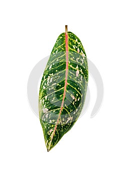 Single aglaonema leaf isolated on white background without shadow. Green leaves with bright pink veins