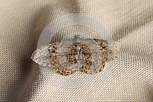 Single Alcis repandata moth on beige cloth, top view
