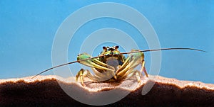 Single alive crayfish moves its claws and limbs in clear blue water background. Close up front view of crayfish