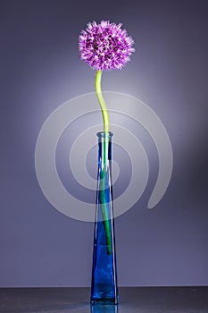 Single allium flower with bright violet head in vase on a purple background