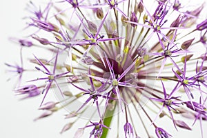 Single allium flower isolated on light background