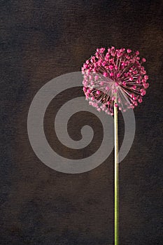 Single allium seed head shot on black background