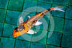Fancy Carp or or Koi fish orange or gold color, swimming in the pond that water wave.