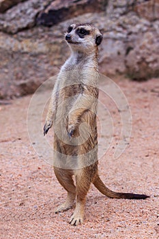 Single or alone Slender-Tailed Meerkats Suricata suricatta