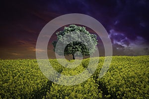 Single alone tree at the end of track in Rape seed field.