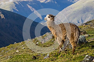 Alpaca in the Mountains of Peru photo