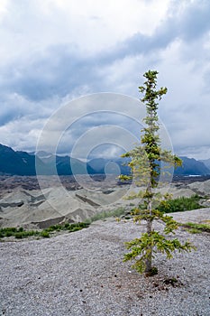 Single alpine pine tree grows near the moraine of Root Glacier