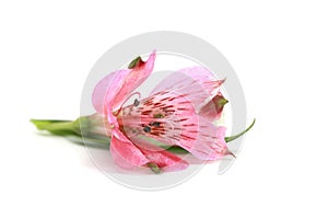 Single Alstroemeria flower