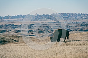 A Single American Bison on the Plains of South Dakota\'s Badlands National Park in Spring