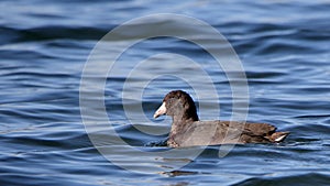 Single American Coot Floating on Still Blue Water