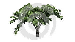 Single American Elm tree