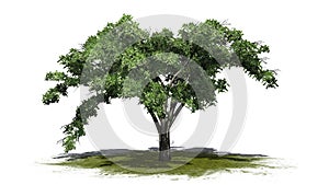 Single American Elm tree on a green area