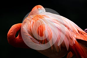 Single American Flamingo resting his head on his plumage