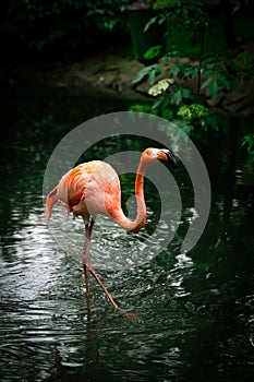 Single American Flamingo walking on a river