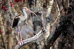 Single american Juvenile White Ibis on a tree