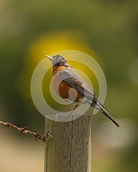 American Robin looking up at the sky while on a post with barbed wire