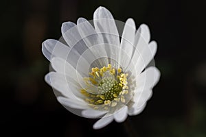 Single Anemone blanda alba flower isolated