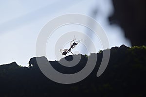 A single Ant Working Relax