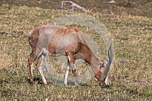 Single Antelope Grazing on Dry Grassland in South Africa