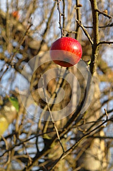 Single apple on a tree