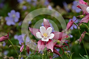 Single Aquilegia flower in focus