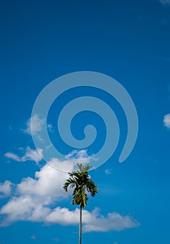 areca tree with blue sky