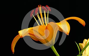 Single Asiatic lily, still life on black photo