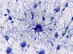 A single astrocyte supports a great number of neurons