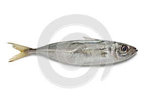 Single Atlantic horse mackerel