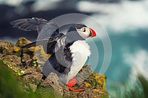 Single atlantic puffin