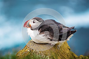 Single atlantic puffin