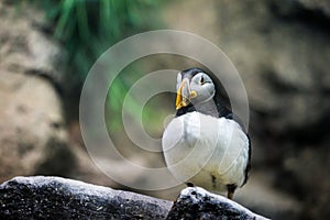 Single Atlantic Puffin standing on Stone in fornt of diffused background