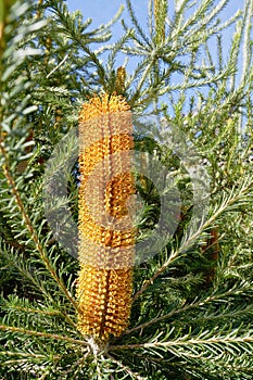 Single Australian native Banksia flower on tree with green foliage