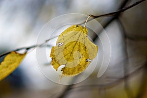 A single autumn aspen leaf on a branch. Orange leaves in autumn. Outdoor. Soft selective focus