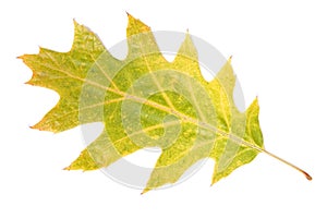 Single autumn leaf