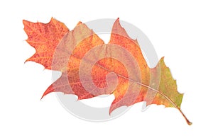 Single autumn leaf