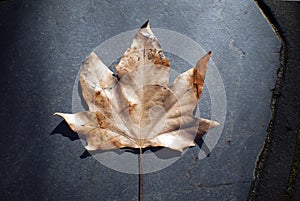 Single autumn leaf background