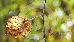 Single autumn leaf on birch in the wind