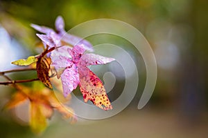 Single Autumn Leaf with Blurred Background