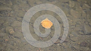 Single autumn leaf floating on calm serene river surface
