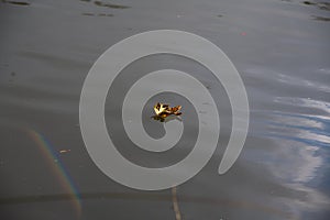 A single autumn leaf floating on a pond, with a rainbow captured next to it