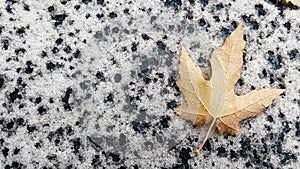 A single autumn leaf