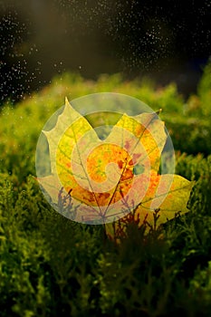 Single autumn leaf on green background with raindrops