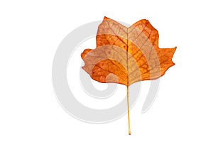 Single autumn leaf isolated on white background