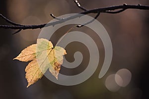 Single autumn leaf left on the branch in the sunrise sun