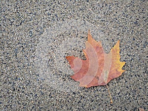 Single autumn leaf on rocky ground